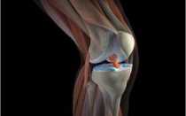 Внутренняя сторона колена